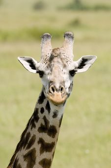 Giraffe Close Up Royalty Free Stock Image