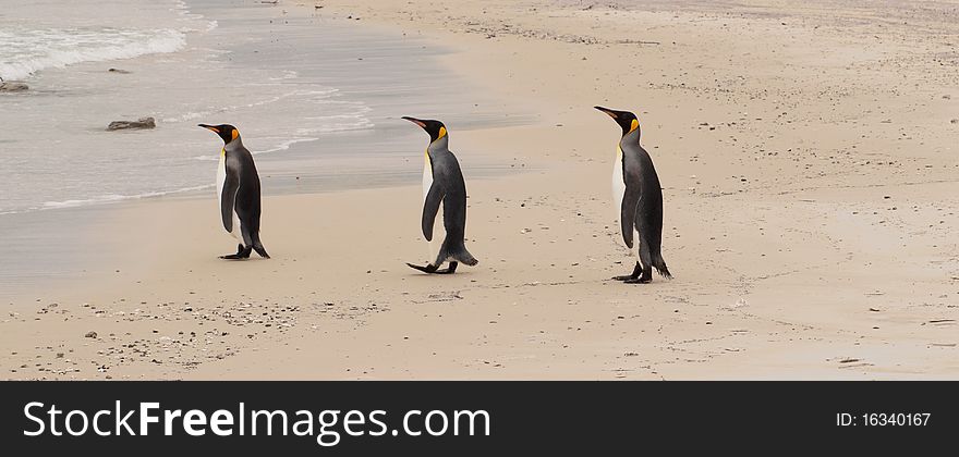 Three penguins in a row in the falkland islands