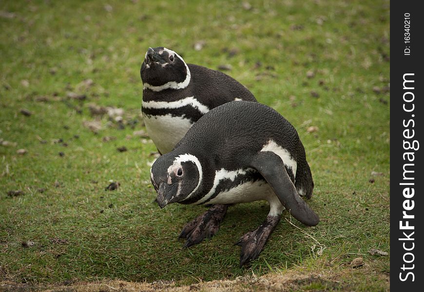 Two curious magellanic penguins in the falkland islands