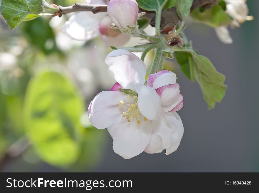 Apple blossom close-up. White flowers