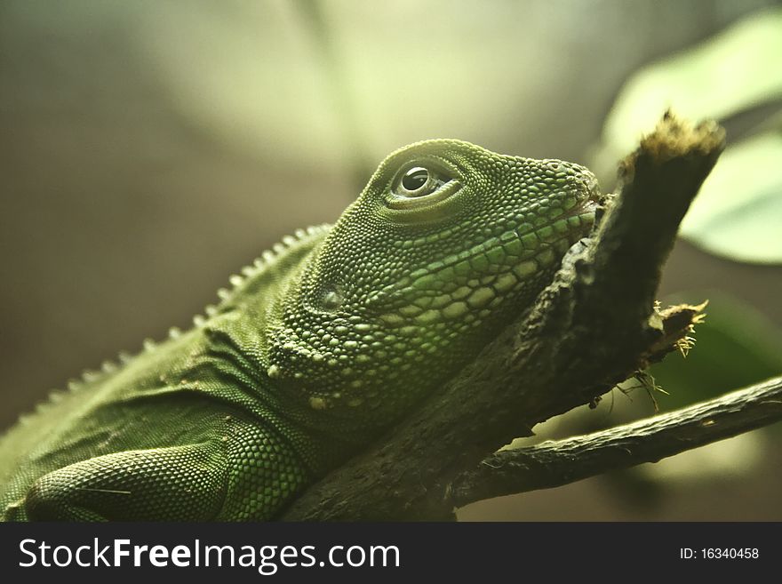 Little green dragon on the branch.