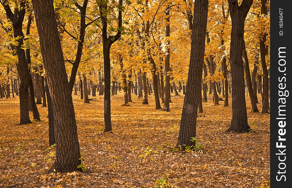 Autumn forest. Landscape. The ground is covered with yellow fallen leaves.