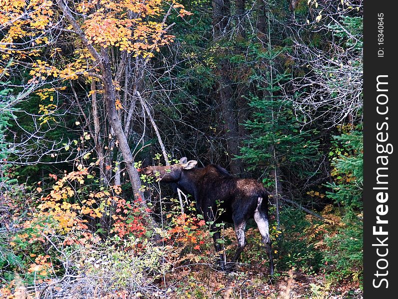 A moose is eating maple leaves at wild. A moose is eating maple leaves at wild