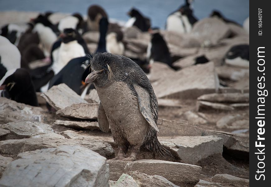 Dirty Rockhopper Penguin in the falkland islands