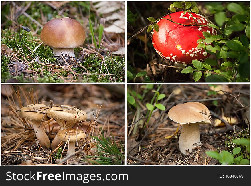 Four Pictures Of Mushrooms. Collage.