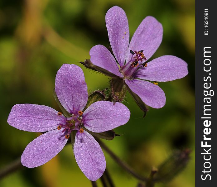 A beautiful flowers from Paterna del Campo (Spain). Its name is Erodium cicutarium.