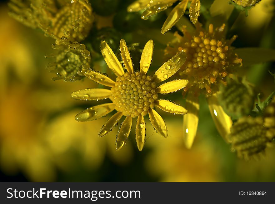 Common Ragwort - a beautiful yellow flower covered in early morning dewdrops. Common Ragwort - a beautiful yellow flower covered in early morning dewdrops