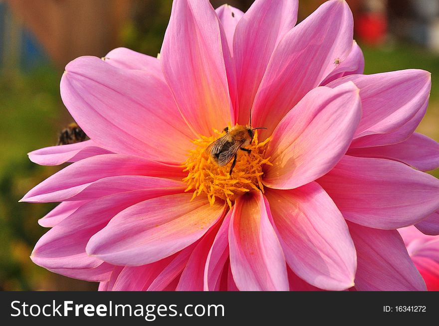 Blossom of a pink flower with bumblebee in the pollen. Blossom of a pink flower with bumblebee in the pollen.