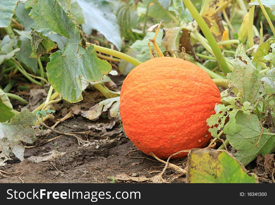 Round orange pumpkin ripening in the garden