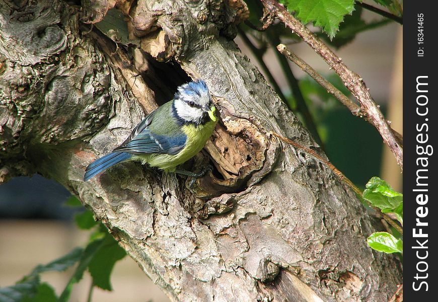 Blue tit by nesting site with maggot to feed its chicks