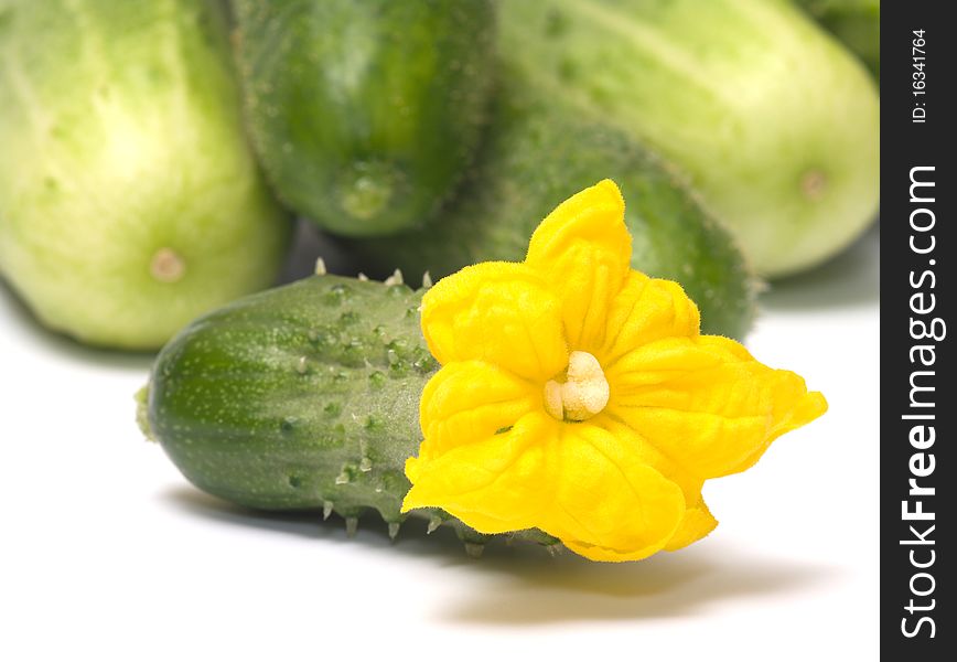 Green cucumber with a yellow flower on a white background. Green cucumber with a yellow flower on a white background.