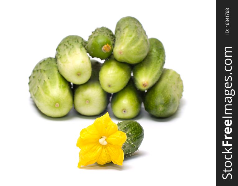 Green cucumber with a yellow flower on a white background. Green cucumber with a yellow flower on a white background.