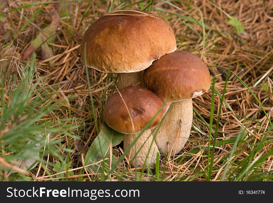 Three ceps close up growing in coniferous wood. Three ceps close up growing in coniferous wood.