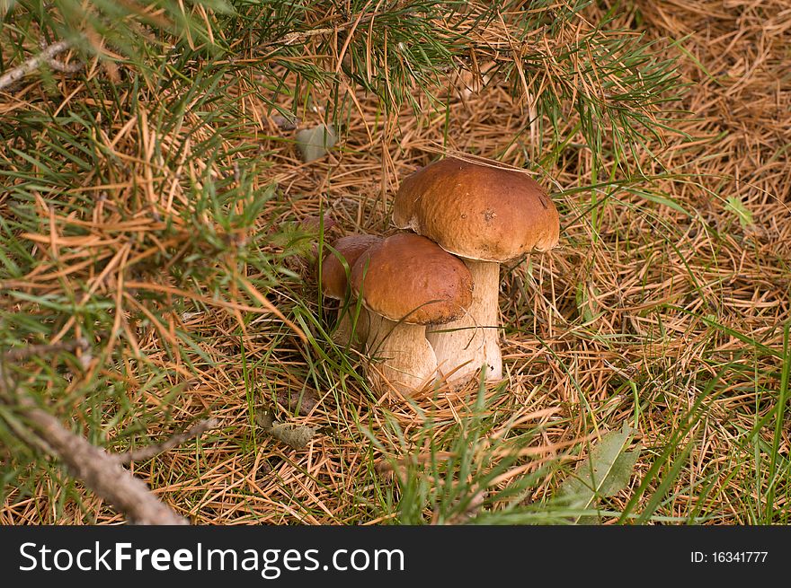 Three ceps close up growing in coniferous wood. Three ceps close up growing in coniferous wood.