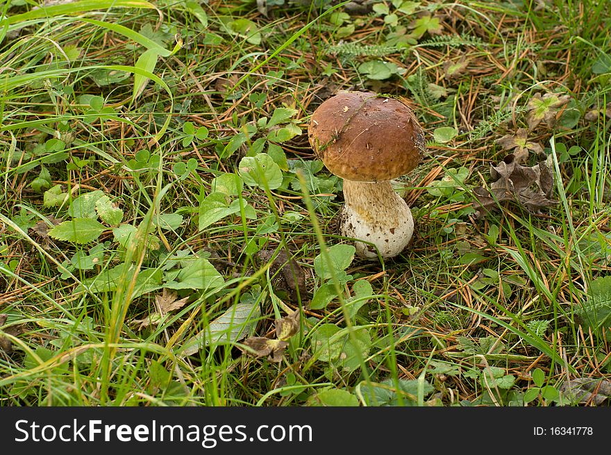 The cep grows among a green grass. The cep grows among a green grass.