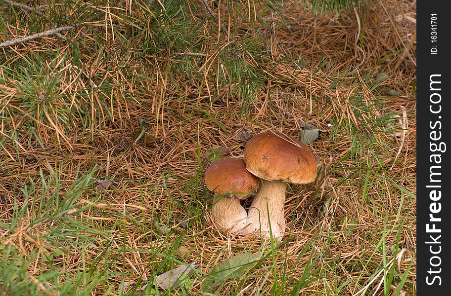 Two ceps close up growing in coniferous wood. Two ceps close up growing in coniferous wood.