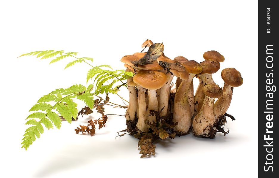 Group of honey agarics it is isolated on a white background. Group of honey agarics it is isolated on a white background.