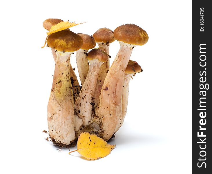 Group of honey agarics it is isolated on a white background. Group of honey agarics it is isolated on a white background.