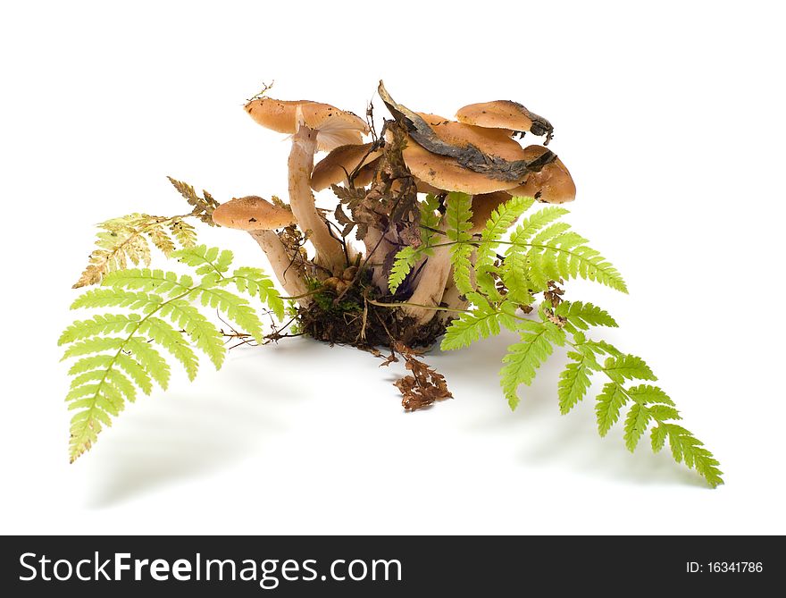 Group of honey agarics and fern it is isolated on a white background. Group of honey agarics and fern it is isolated on a white background.