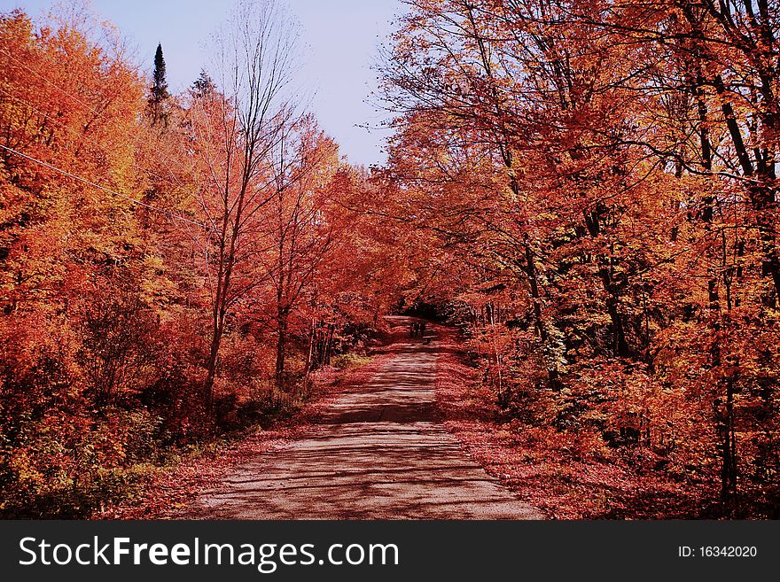 It's a romatic beautiful fall color road covering by leaves and the shade of trees. There are three person and one dog at the remote just relaxing in the fall color. It's a romatic beautiful fall color road covering by leaves and the shade of trees. There are three person and one dog at the remote just relaxing in the fall color