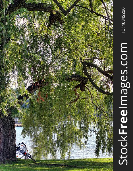 Bicycle leaning against a willow tree by the lake