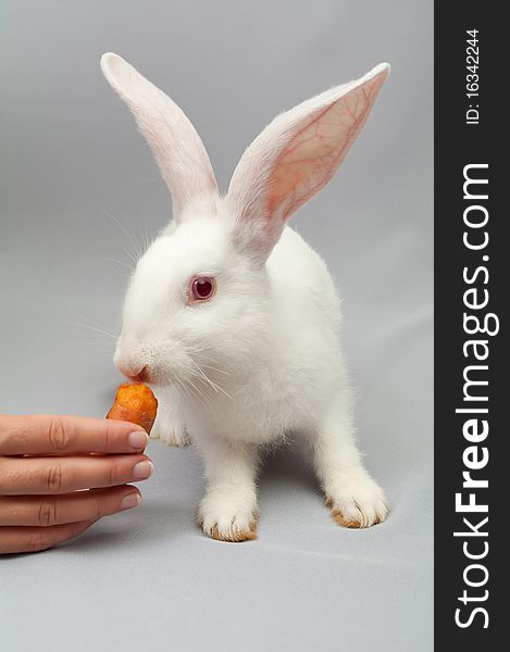 Young white rabbit with long ears, eats carrots in a female hand. Young white rabbit with long ears, eats carrots in a female hand