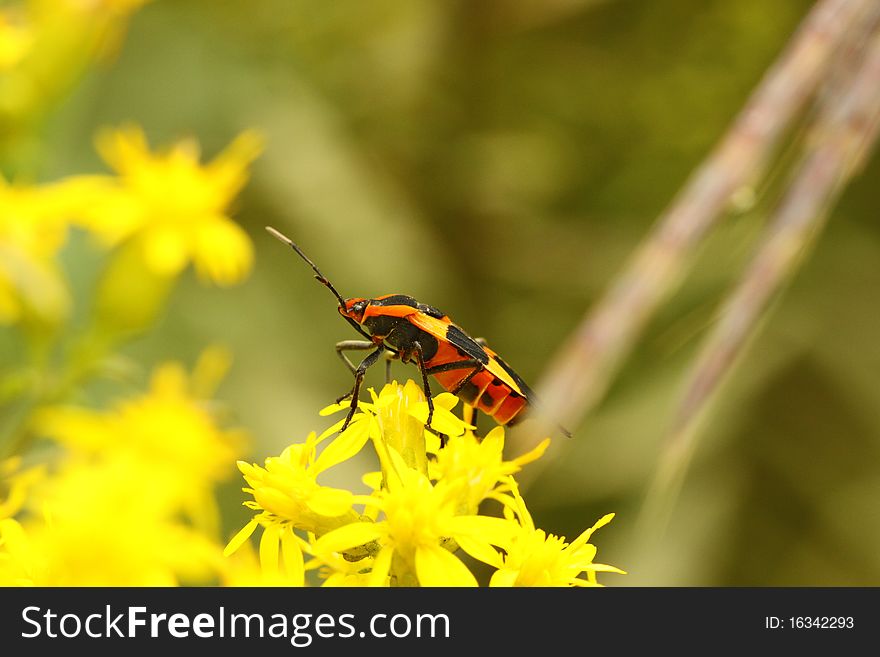 Large milkweed bug on a goldenrod wild flower. Large milkweed bug on a goldenrod wild flower