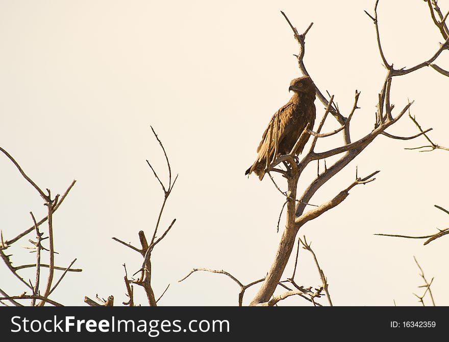 A Brown Snake Eagle perches on a dry tree while the evening sun illuminates his plumage from the side. A Brown Snake Eagle perches on a dry tree while the evening sun illuminates his plumage from the side.