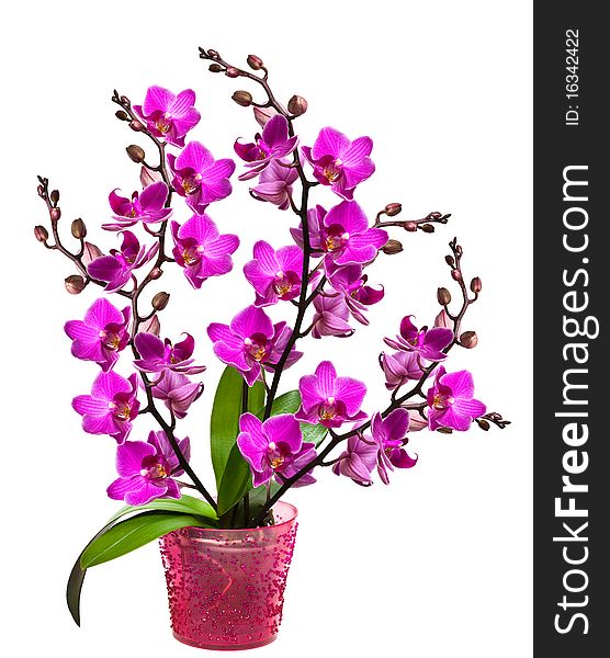 Orchid in a pot isolated