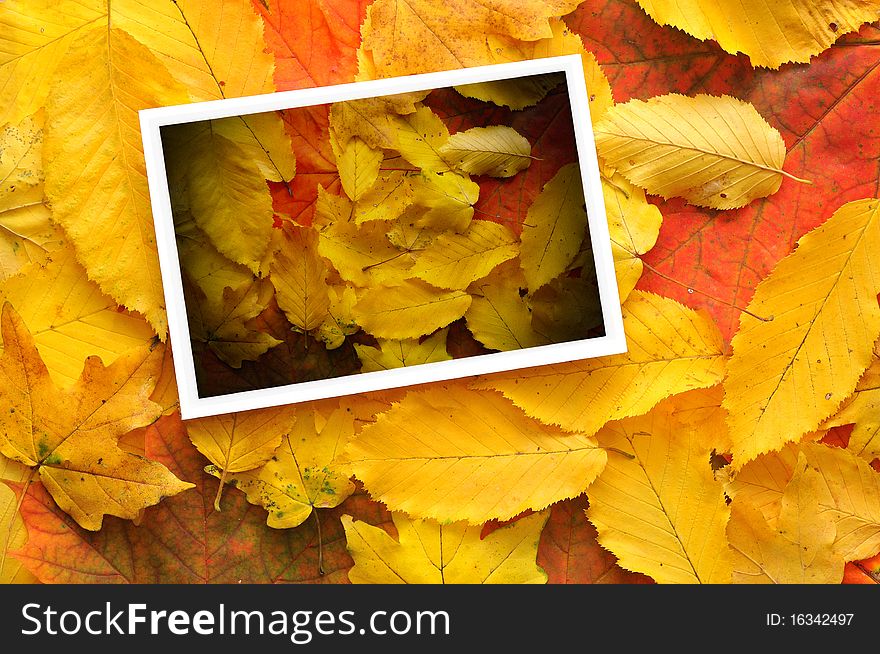 Card surrounded by beautiful autumn leaves. Card surrounded by beautiful autumn leaves
