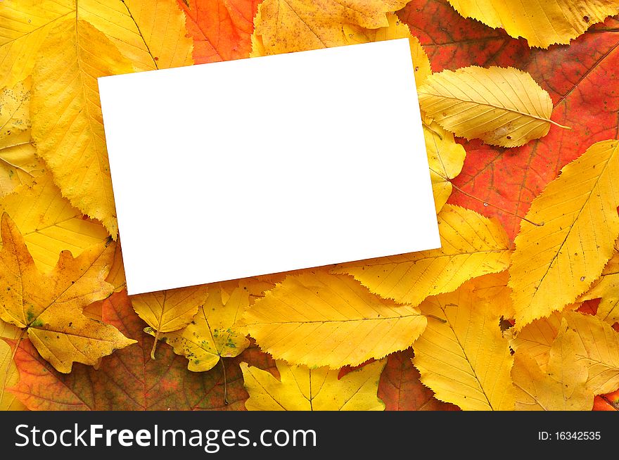 Blank card surrounded by beautiful autumn leaves. Blank card surrounded by beautiful autumn leaves