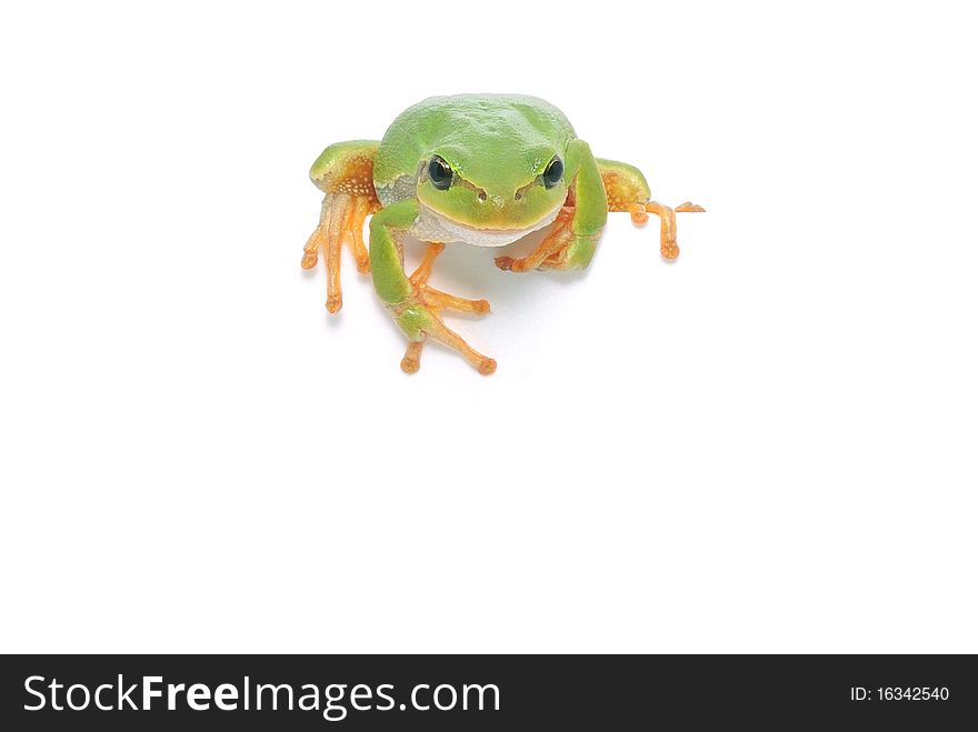 Frog isolated looking over edge presenting