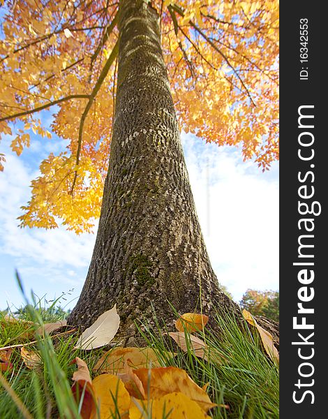 Imagine your head resting at the base of this beautiful elm as its leaves turn red and yellow above. Imagine your head resting at the base of this beautiful elm as its leaves turn red and yellow above