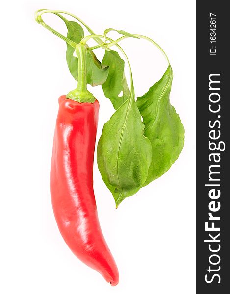 Red pepper with green leaves. Red pepper with green leaves