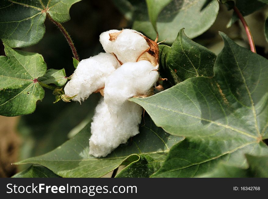 White shining  cotton bud in a cotton field