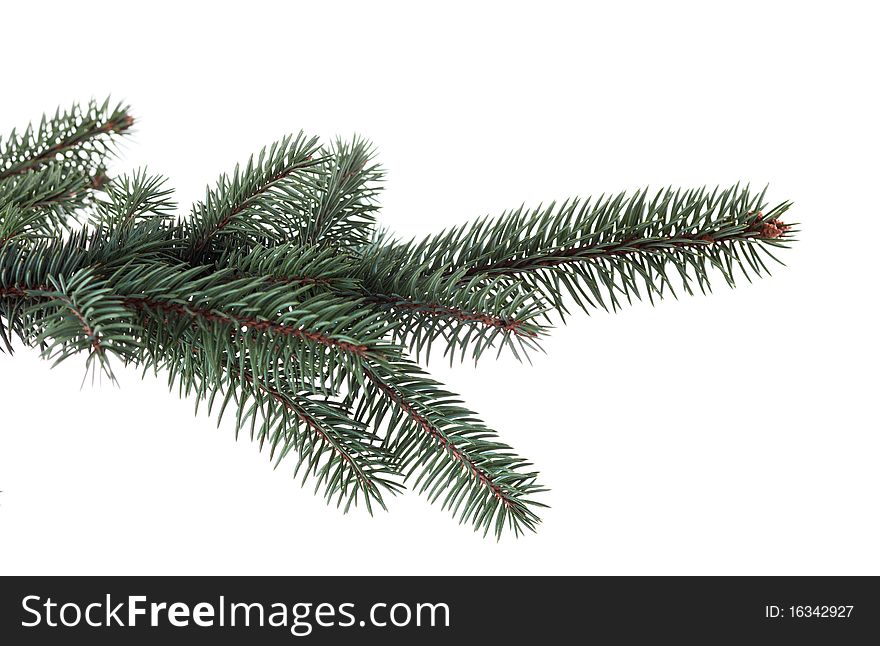 Christmas pine tree isolated on white background. Christmas pine tree isolated on white background