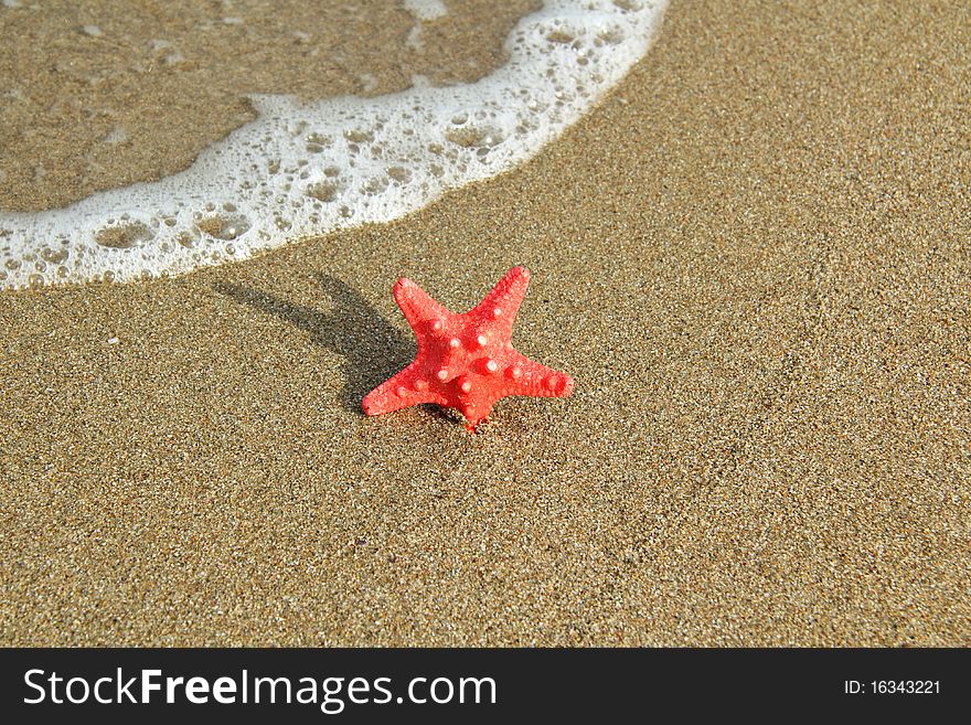 Red starfish on sea sand