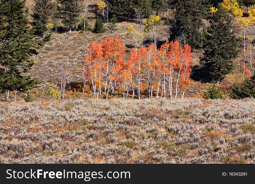 Bright red colored Aspen trees on the hill. Bright red colored Aspen trees on the hill