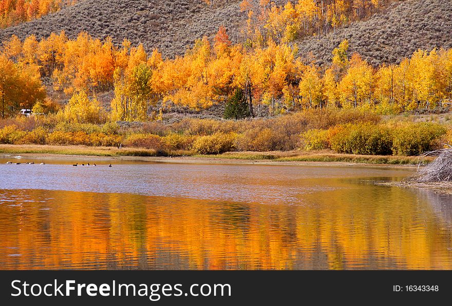 Bright Yellow Aspen trees by the river. Bright Yellow Aspen trees by the river