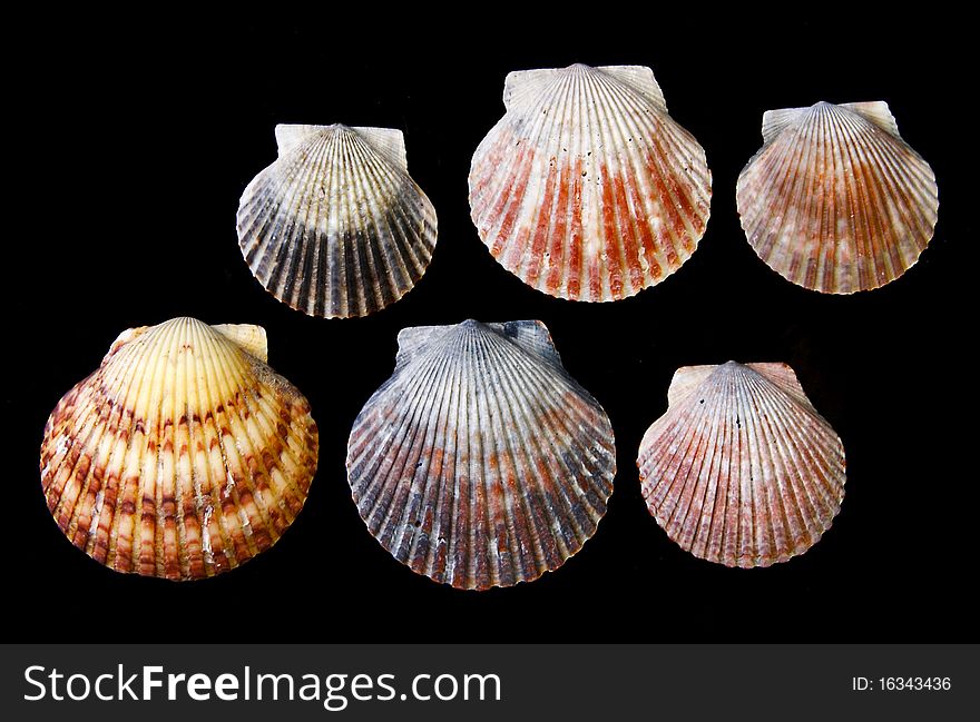 Arrangement of Sea shells on black background, clam, oyster, and scallop