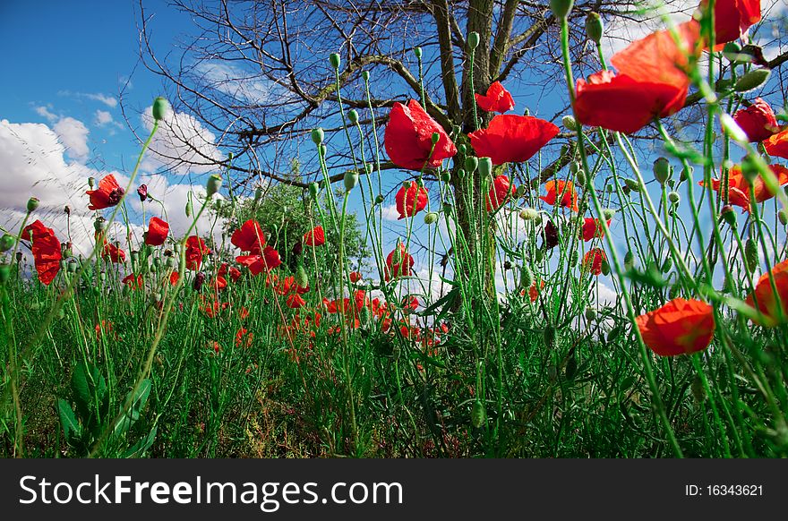 Idilic image of field of poppies