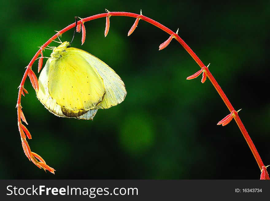 Yellow Butterfly on Curve Treetop