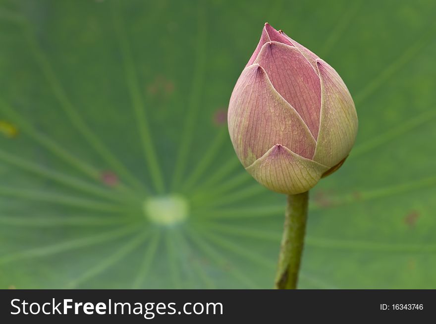 Closeup pink lotus bud against green leaf.