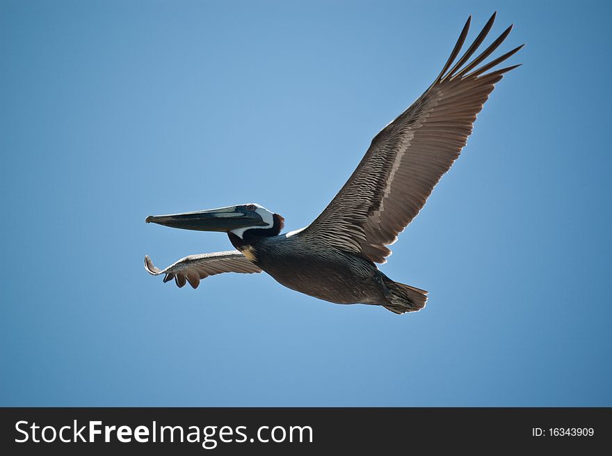 Pelican in Flight