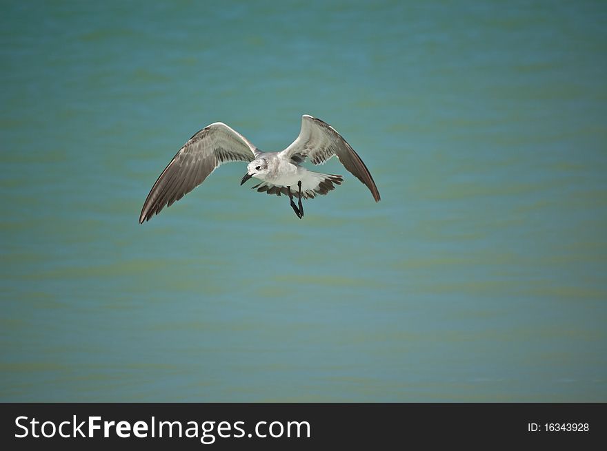 Juvenile Laughing Gull in Flight