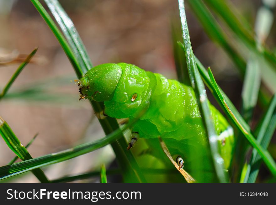 Horned Tomato Worm