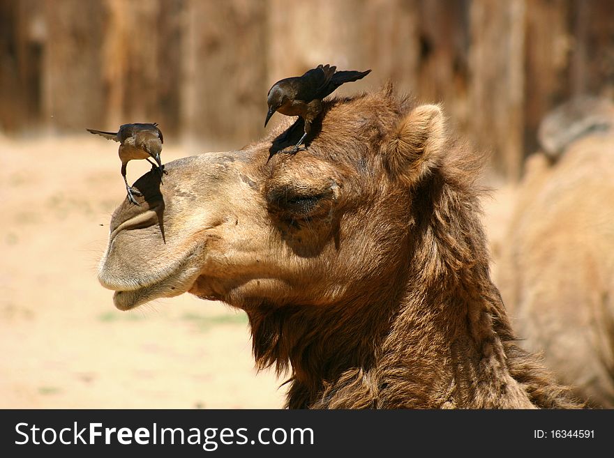 It's been a long day for this camel as two birds stand on his head and appear to be tring to tell him something.