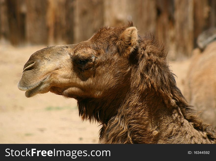 Profile portrait close-up of a dromedary camel in the desert