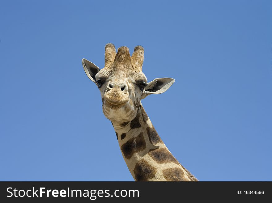 A portrait of a giraffe against a blue sky