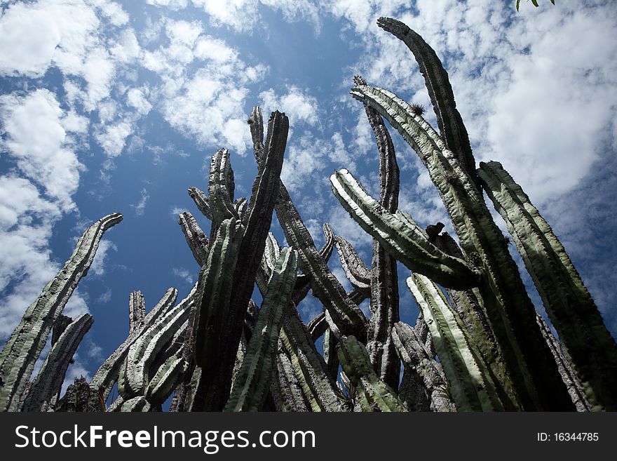 A lot of cactus in front of the sky. A lot of cactus in front of the sky